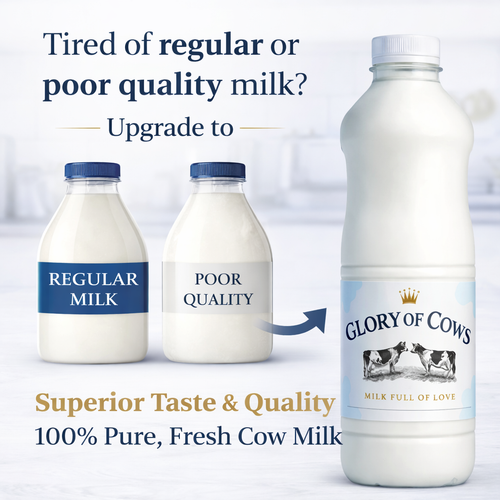 100% Pure Cow Milk – Fresh, Creamy & Unadulterated (1 Liter)